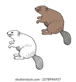 beaver isolated on white background. Hand drawn. Easy to edit. Vector illustration