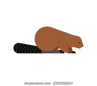 Beaver isolated. swamp rodent Vector illustration