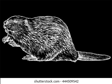 Beaver on black - hand drawn vector illustration