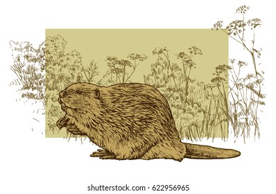 Beaver on grass background  - hand drawn vector illustration, isolated on white