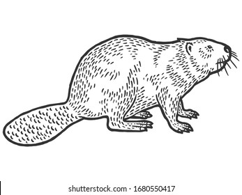 Beaver rodent mammal. Scratch board imitation. Black and white hand drawn image. Engraving vector illustration