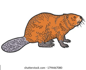 Beaver rodent mammal. Scratch board imitation. Color engraving vector