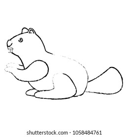 beaver rodent mammal wildlife fauna
