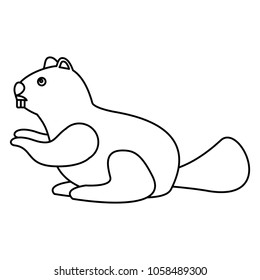 beaver rodent mammal wildlife fauna
