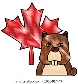 beaver rodent maple leaf canadian concept