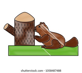 beaver rodent stump wildlife fauna