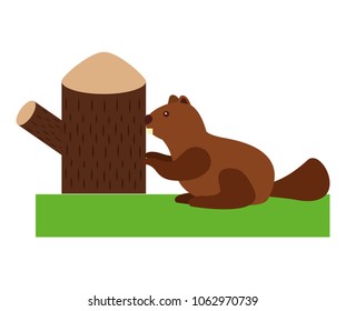 beaver rodent with trunk tree