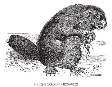 Beaver or rodent vintage engraving. Old engraved illustration of a young beaver. Trousset encyclopedia (1886 - 1891).