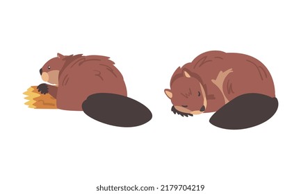 Beaver Semiaquatic Rodent with Brown Fur and Long Snout Cuddling and Gnawing Wood Vector Set