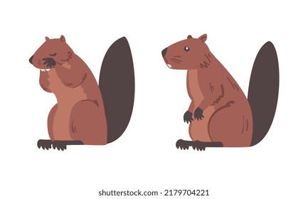 Beaver Semiaquatic Rodent with Brown Fur and Long Snout in Sitting Pose Vector Set