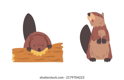 Beaver Semiaquatic Rodent with Brown Fur and Long Snout Sitting and Gnawing Wood Vector Set