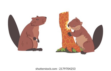 Beaver Semiaquatic Rodent with Brown Fur and Long Snout Sitting and Gnawing Tree Trunk Vector Set