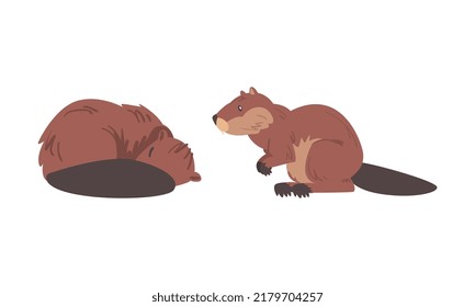 Beaver Semiaquatic Rodent with Brown Fur and Long Snout in Sitting and Cuddling Pose Vector Set