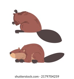 Beaver Semiaquatic Rodent with Brown Fur and Long Snout in Sitting Pose Vector Set