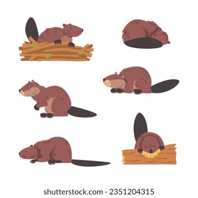 Beaver Semiaquatic Rodent with Brown Fur and Long Snout Vector Set