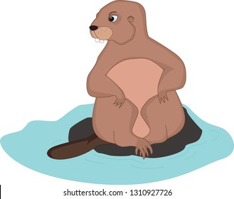 The beaver sits on a rock among water.