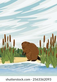 Beaver sits on the shore of a lake with thickets of reeds and cattails. Realistic vector vertical landscape