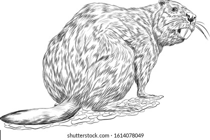 Beaver Sketch Black And White Coloring Vector