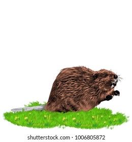 beaver sketch vector graphics color picture