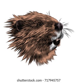 beaver sketch vector graphics color picture head