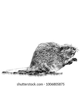 beaver sketch vector graphics monochrome black-and-white drawing