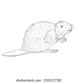 Beaver Sketch Vector Illustration on White Background