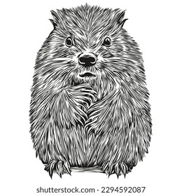 beaver sketchy, graphic portrait of a beaver on a white background, beavers
