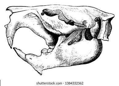 Beaver Skull is the North American species but the European species is very similar, vintage line drawing or engraving illustration.