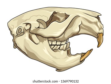 beaver skull side view