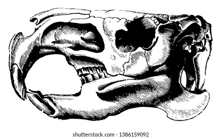 Beaver Skull which is a large primarily nocturnal semiaquatic rodent, vintage line drawing or engraving illustration.