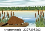 A beaver stands on the shore of a lake in the thickets of cattails. Realistic vector landscape