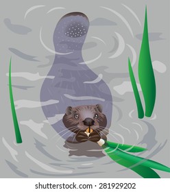 A beaver swimming in water and eating juicy stem of reed. Vector illustration.