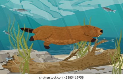 A beaver swims in the water. Lake with beaver dam, stones and fish. Realistic vector landscape