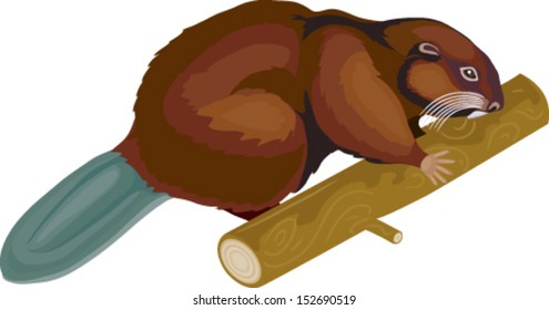 beaver in vector art