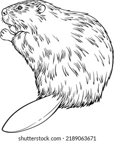 Beaver vector black and white line drawing