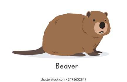 Beaver vector illustration, cartoon clipart character, animal in flat style. Wild animals, wild creatures, wildlife concept. Cute brown beaver or castor vector design isolated on white background