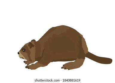 Beaver vector illustration isolated on white background. Cute rodent animal.