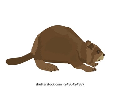 Beaver vector illustration isolated on white background. Cute rodent animal.