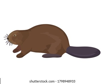 Beaver Vector illustration. North American Beaver. Animal icon in cartoon flat style isolated on white for kids education.