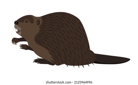 Beaver. Vector isolated illustration on white background