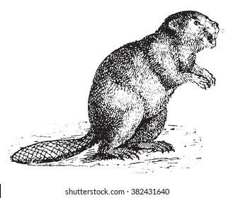 Beaver, vintage engraved illustration. Dictionary of words and things - Larive and Fleury - 1895. 