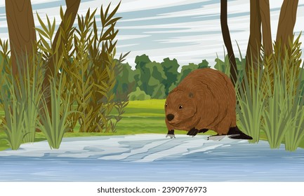 A beaver walks along the shore of the lake. Meadow with lush green grass, bushes and tall trees. Realistic vector landscape