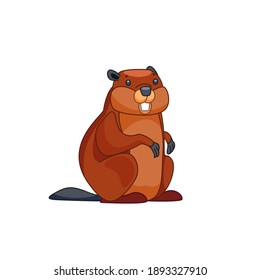 Beaver walks over and looks around in surprise. Front view. Cartoon character of a small mammal animal. A wild forest creature with brown fur. Vector flat illustration isolated on a white background.