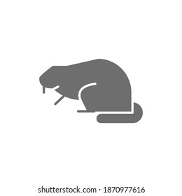 Beaver, water rat grey icon. Isolated on white background