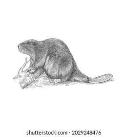 beaver wild animal hand drawing