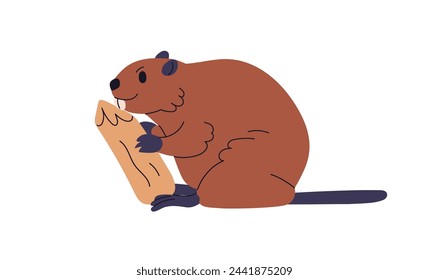 Beaver, wild forest animal eating wood with teeth. Woods rodent with tree log. Northern American mammal with wooden food. Flat graphic vector illustration isolated on white background