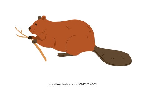 Beaver, wild forest rodent eating wood branch with teeth. North woods animal with tree twig. Northern American mammal. Flat vector illustration isolated on white background