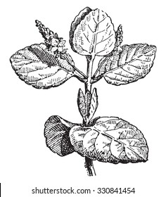 Beccabunga, vintage engraved illustration. Dictionary of words and things - Larive and Fleury - 1895.
