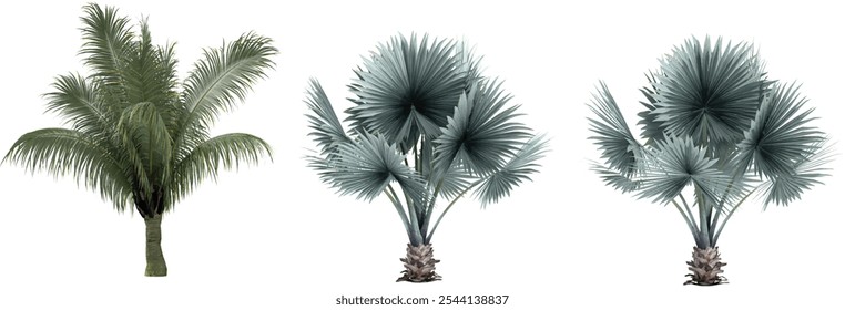 Beccariophoenix Alfredii,Bismarck palm tree collection with realistic style