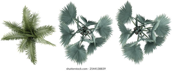 Beccariophoenix Alfredii,Bismarck palm tree collection with realistic style from top view